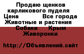 Продаю щенков карликового пуделя › Цена ­ 2 000 - Все города Животные и растения » Собаки   . Крым,Жаворонки